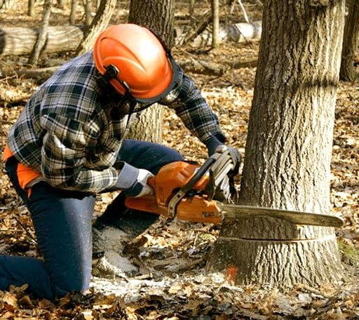 Tree Removal in Morgantown, PA